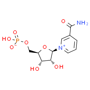 β-煙酰胺單核苷酸；NMN